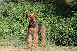 AIREDALE TERRIER 007